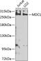 Mediator Of DNA Damage Checkpoint 1 antibody, 23-531, ProSci, Western Blot image 