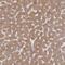 RHEB Like 1 antibody, NBP2-33674, Novus Biologicals, Immunohistochemistry frozen image 