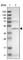 Solute Carrier Family 41 Member 1 antibody, HPA015138, Atlas Antibodies, Western Blot image 