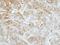 Importin 13 antibody, NBP2-14994, Novus Biologicals, Immunohistochemistry paraffin image 