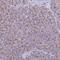 Teneurin Transmembrane Protein 3 antibody, NBP2-13687, Novus Biologicals, Immunohistochemistry frozen image 