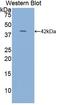 Natriuretic Peptide A antibody, LS-C684564, Lifespan Biosciences, Western Blot image 