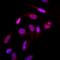 Small Ubiquitin Like Modifier 2 antibody, NBP2-22546, Novus Biologicals, Immunofluorescence image 