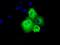 SHC-transforming protein 1 antibody, GTX83656, GeneTex, Immunofluorescence image 