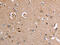 Aldo-Keto Reductase Family 1 Member B10 antibody, CSB-PA298726, Cusabio, Immunohistochemistry frozen image 