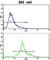 Elastin Microfibril Interfacer 1 antibody, abx032909, Abbexa, Western Blot image 