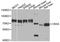 Chromobox 4 antibody, A5532, ABclonal Technology, Western Blot image 