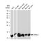 Dynein Light Chain LC8-Type 1 antibody, GTX03236, GeneTex, Western Blot image 