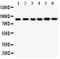 Inhibitor Of Nuclear Factor Kappa B Kinase Subunit Beta antibody, PA2036-1, Boster Biological Technology, Western Blot image 