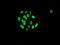 FTO Alpha-Ketoglutarate Dependent Dioxygenase antibody, ab126605, Abcam, Immunofluorescence image 