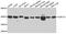 Purinergic Receptor P2Y14 antibody, orb373987, Biorbyt, Western Blot image 