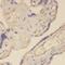 Transferrin Receptor antibody, FNab08931, FineTest, Immunohistochemistry frozen image 
