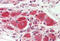 Potassium Voltage-Gated Channel Subfamily J Member 16 antibody, MBS248683, MyBioSource, Immunohistochemistry frozen image 