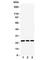 RAB11A, Member RAS Oncogene Family antibody, R31406, NSJ Bioreagents, Western Blot image 