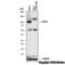 Stromal Interaction Molecule 1 antibody, NB110-60547, Novus Biologicals, Western Blot image 