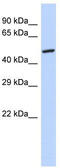 Glycerol-3-Phosphate Dehydrogenase 2 antibody, TA335232, Origene, Western Blot image 