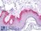 Beclin 1 antibody, LS-B7113, Lifespan Biosciences, Immunohistochemistry frozen image 