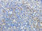 Actin Alpha 1, Skeletal Muscle antibody, orb248619, Biorbyt, Immunohistochemistry paraffin image 