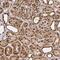 Glyoxylate Reductase 1 Homolog antibody, NBP2-38618, Novus Biologicals, Immunohistochemistry frozen image 