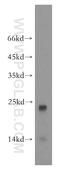 Ubiquitin Like 4B antibody, 14509-1-AP, Proteintech Group, Western Blot image 