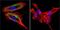 ATPase H+/K+ Transporting Subunit Beta antibody, GTX22866, GeneTex, Immunofluorescence image 