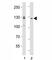 EPH Receptor A2 antibody, F52892-0.4ML, NSJ Bioreagents, Western Blot image 