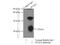 BCL2 Binding Component 3 antibody, 55120-1-AP, Proteintech Group, Immunoprecipitation image 