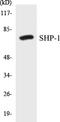 Tyrosine-protein phosphatase non-receptor type 6 antibody, EKC1521, Boster Biological Technology, Western Blot image 