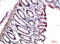 Chromobox 3 antibody, STJ98894, St John