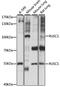RUN And SH3 Domain Containing 1 antibody, A15417, ABclonal Technology, Western Blot image 