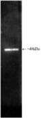 26S protease regulatory subunit 8 antibody, BML-PW8320-0025, Enzo Life Sciences, Western Blot image 