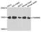 Cytosolic Iron-Sulfur Assembly Component 2B antibody, A7806, ABclonal Technology, Western Blot image 