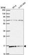 H2A Histone Family Member X antibody, HPA051647, Atlas Antibodies, Western Blot image 