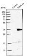 Mitochondrial Ribosomal Protein L24 antibody, PA5-56432, Invitrogen Antibodies, Western Blot image 