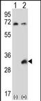 Testis-specific serine/threonine-protein kinase 6 antibody, PA5-71709, Invitrogen Antibodies, Western Blot image 