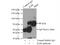 Interleukin 6 Receptor antibody, 23457-1-AP, Proteintech Group, Immunoprecipitation image 