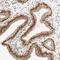 Zinc Finger Protein 782 antibody, NBP1-82211, Novus Biologicals, Immunohistochemistry frozen image 