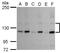 Nitric Oxide Synthase 3 antibody, PA5-35879, Invitrogen Antibodies, Western Blot image 