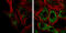 Calcium Binding And Coiled-Coil Domain 2 antibody, GTX630397, GeneTex, Immunofluorescence image 
