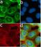 Neural Cell Adhesion Molecule 1 antibody, 710388, Invitrogen Antibodies, Immunofluorescence image 