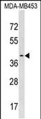 Platelet Activating Factor Acetylhydrolase 2 antibody, PA5-48856, Invitrogen Antibodies, Western Blot image 