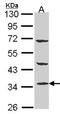 Phosphotriesterase Related antibody, NBP1-32016, Novus Biologicals, Western Blot image 