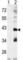 Mitogen-Activated Protein Kinase 11 antibody, abx025127, Abbexa, Western Blot image 