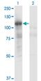 Phospholipase C Like 2 antibody, MA5-21431, Invitrogen Antibodies, Western Blot image 