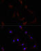 Nuclear Factor, Erythroid 2 Like 2 antibody, 13-937, ProSci, Immunofluorescence image 