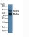 Cathepsin G antibody, LS-C373217, Lifespan Biosciences, Western Blot image 