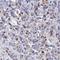 Olfactory Receptor Family 10 Subfamily Z Member 1 antibody, HPA058072, Atlas Antibodies, Immunohistochemistry frozen image 