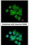 Inhibin Subunit Beta B antibody, PA5-28814, Invitrogen Antibodies, Immunofluorescence image 