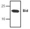BH3 Interacting Domain Death Agonist antibody, GTX22388, GeneTex, Western Blot image 