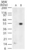 West Nile Virus Envelope antibody, PA1-41073, Invitrogen Antibodies, Western Blot image 